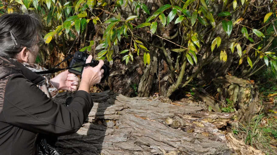 Person photographing fallen tree outdoors.