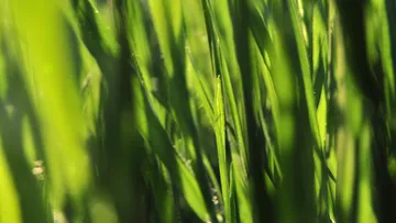 Close-up of green grass blades outdoors.