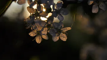 White flowers silhouetted by the sunset light.