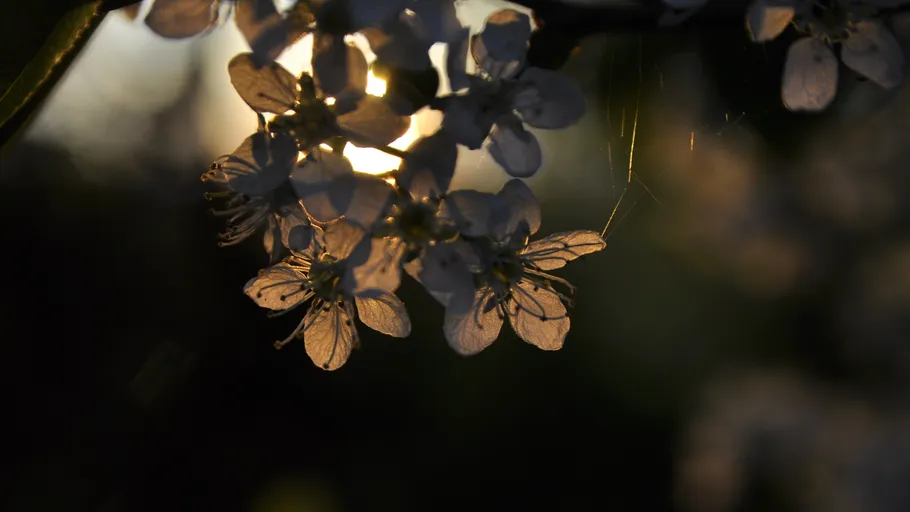Weiße Blumen im Sonnenuntergang beleuchtet.