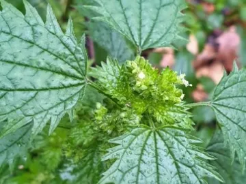 Green nettle leaves with small, white flowers.