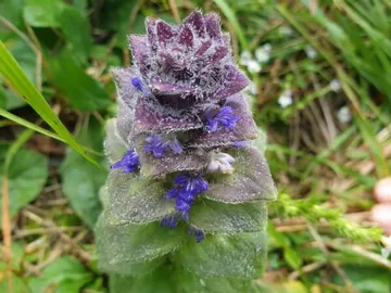 Purple plant with purple flowers in a green environment.
