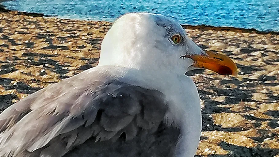 Seagull standing on sandy beach, ocean background.