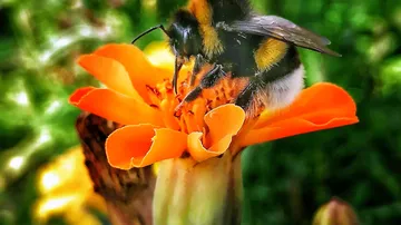 Bee on orange flower in garden.