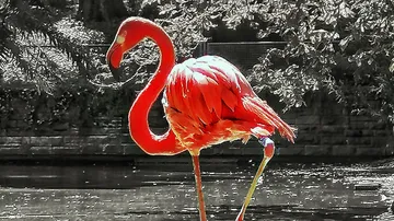 Flamingo steht am Wasser mit Grünpflanzen.