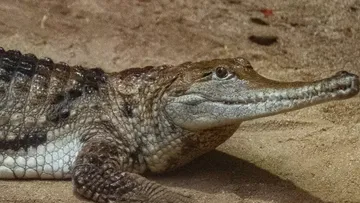 Krokodil ruht auf sandigem Boden.