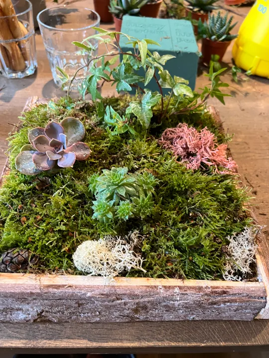 Mini-Garten mit Moos und Sukkulenten drinnen.