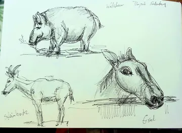 Sketches of animals, labeled in German.
