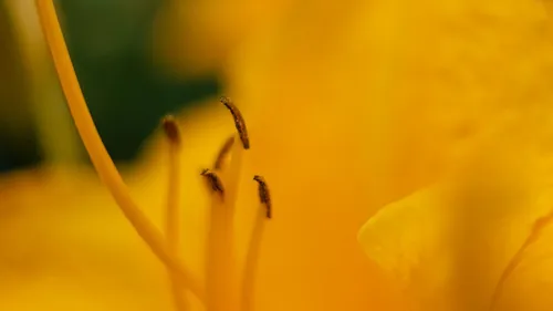 Nahaufnahme von gelben Blütenstempeln