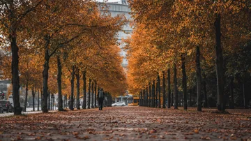 Person walking under autumn trees in park.