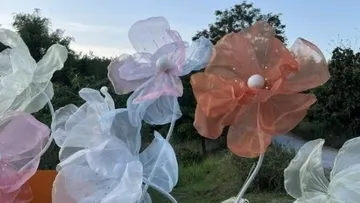 Translucent fabric flowers in outdoor setting.