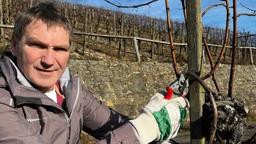 Mann beschneidet Reben im Freien bei Sonnenschein.