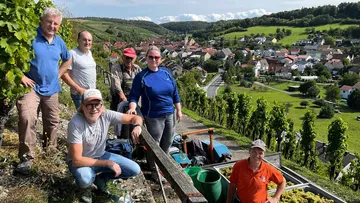 Gruppe erntet Trauben im Weinbergshang.