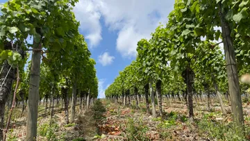 Weinbergreihen mit üppigen Reben unter blauem Himmel.