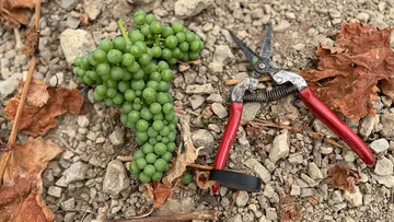 Grapes and pruning shears on rocky ground.