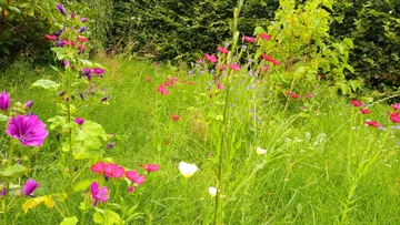 Wildflowers blooming in a grassy field.