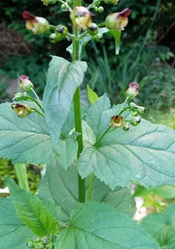 Green plant with small budding flowers outdoors.