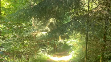 Sonniger Waldweg mit grünem Laub.