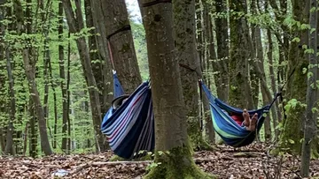 Zwei Hängematten zwischen Bäumen im Wald.