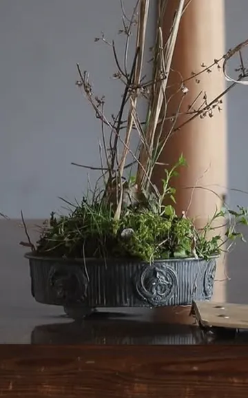 Bonsai-Baum auf Holztisch drinnen.