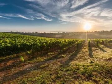 Weinberg in der Morgensonne, Schatten fallen lang auf Boden.