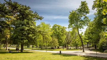 Parkbäume über Gehwege, blauer Himmel