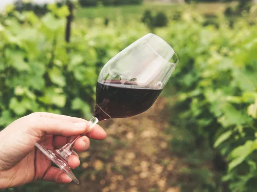 Weinglas in Hand, Wein wird in Weinberg gehalten.