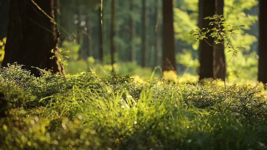Sonnenbeschienener Waldboden mit grünen Pflanzen.