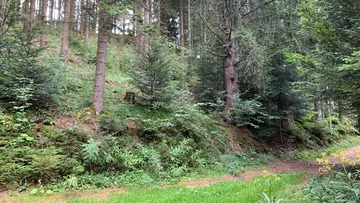 Hohe Bäume an einem bewaldeten Hang.