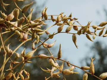 Branches with green buds grow against a blurred background.