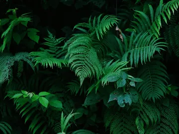 Green plants grow densely and luxuriantly in shade.
