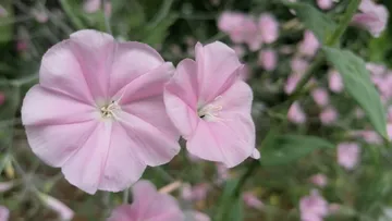 Pink flowers blooming in green foliage.