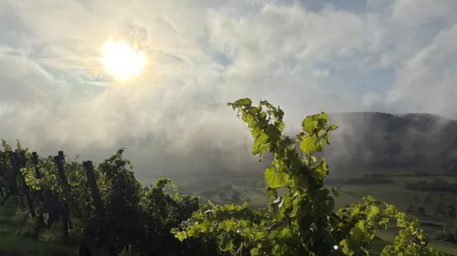 Vineyard in morning sun with misty hills.