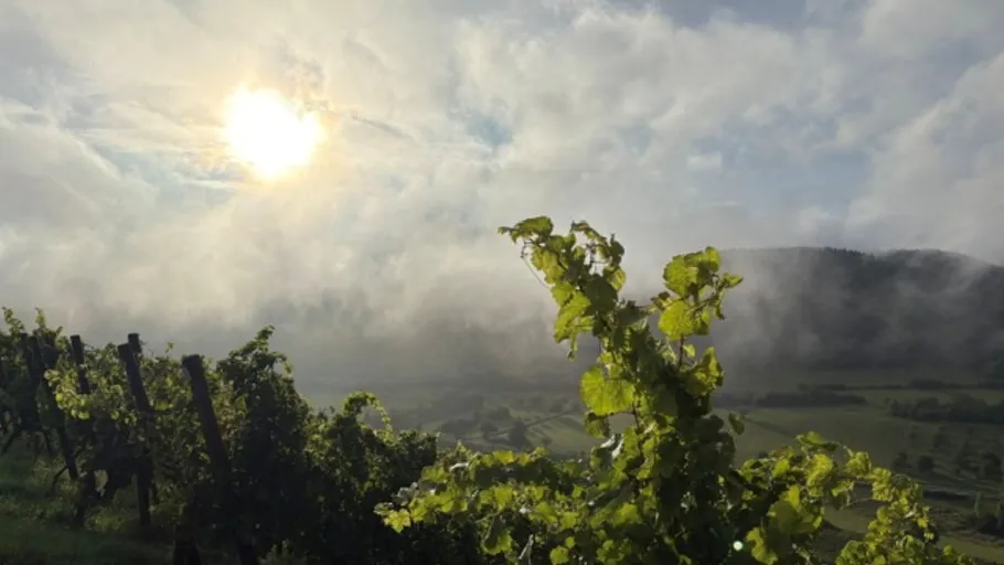 Vineyard in morning sun with misty hills.