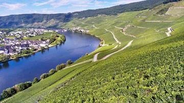 Vineyards on hillside overlooking river valley.