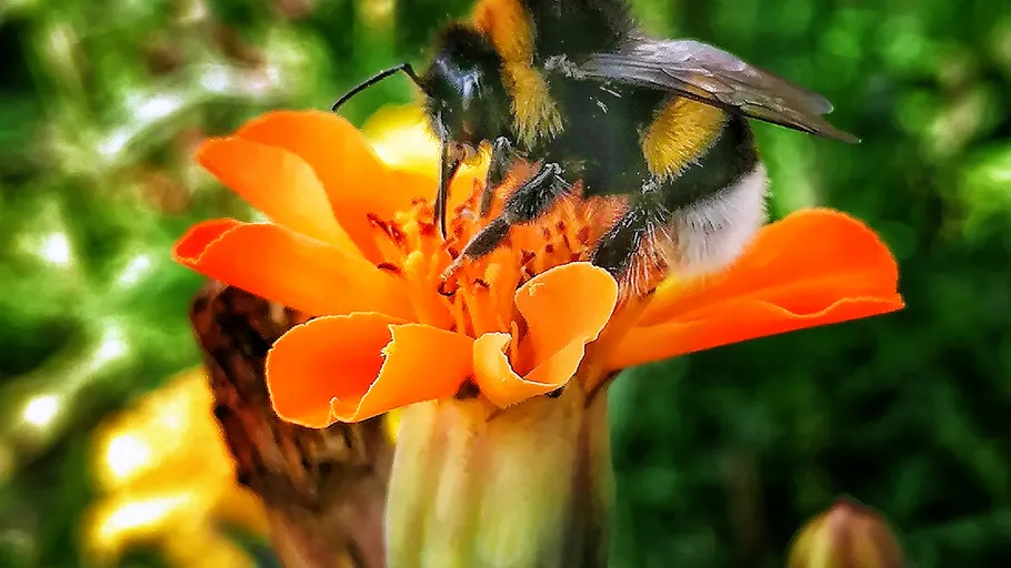 Bee collecting nectar on orange flower.