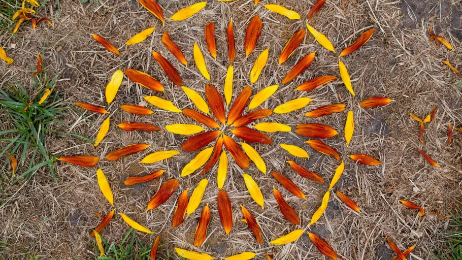 Blütenblätter in kreisförmigem Mandala-Muster auf Gras.