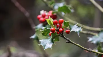 Stechpalmenzweig mit roten Beeren draußen.