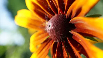 Orange Blume im Sonnenlicht, Nahaufnahme