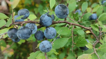 Blaubeeren hängen an einem Busch mit grünen Blättern.