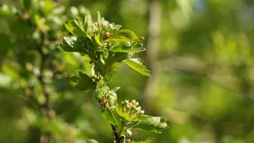 Grüne Blätter mit kleinen Knospen an Zweig.
