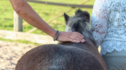 Person petting a donkey in a field.