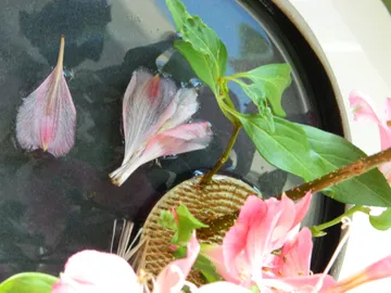 Rosa Blütenblätter schwimmen in Wasserschale.