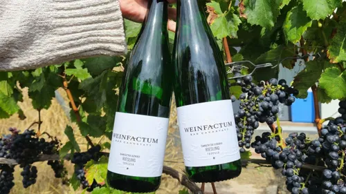 Two wine bottles held among grapevines.