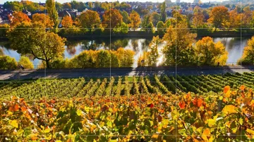 Weinberg mit Herbstbäumen am Fluss.