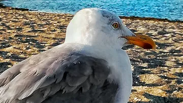 Seagull standing on sandy beach near water.