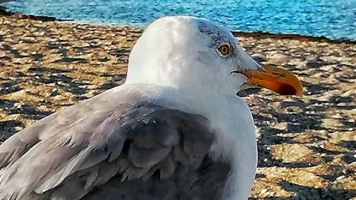 Seagull standing on sandy beach near water.
