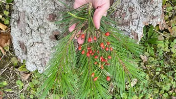 Hand hält Kieferzweige mit Beeren.