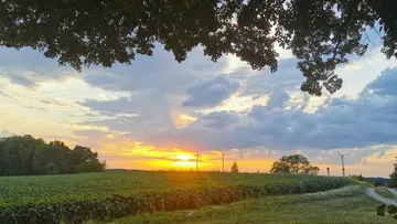 Sunset over field with wind turbines.