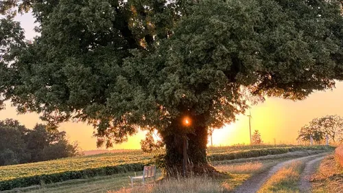 Large tree with sunset, field background.